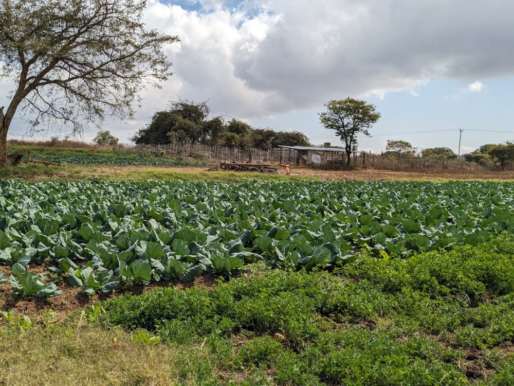 Progetto agricoltura